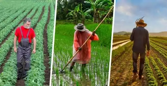 Diversidad de cultivos: por qué la pérdida de variedades pone en riesgo la seguridad alimentaria