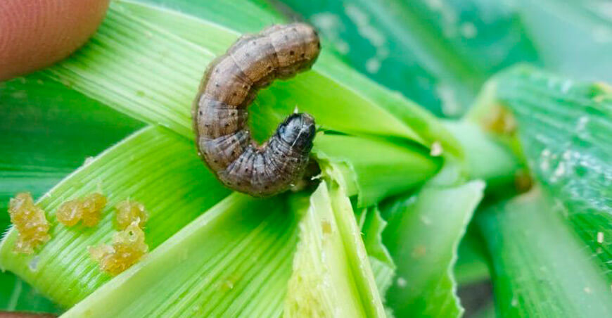 Manejo integrado de plagas: alternativas sostenibles al uso intensivo de agroquímicos