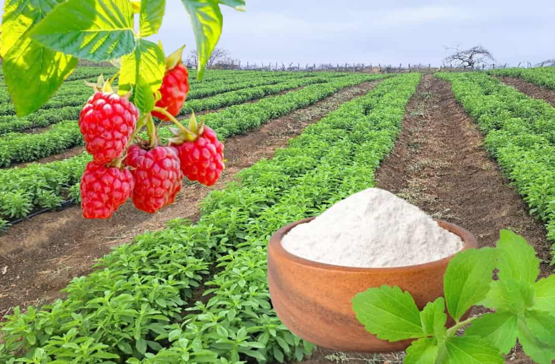 Diversificación agrícola: cultivos alternativos y proteínas vegetales para el futuro