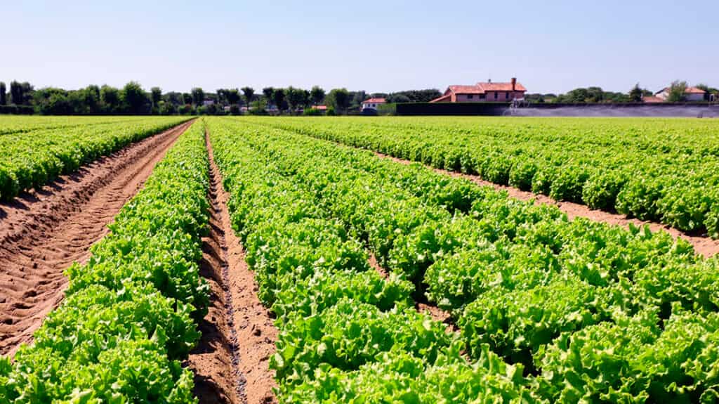 Ventajas y desafíos de la siembra directa en cultivos extensivos